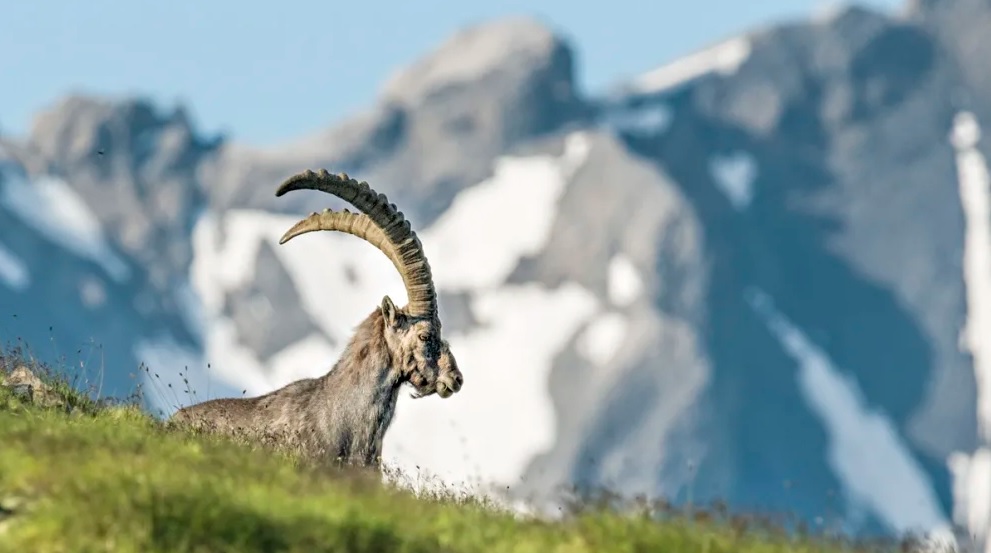 ibex swiss national park,beautiful switzerland