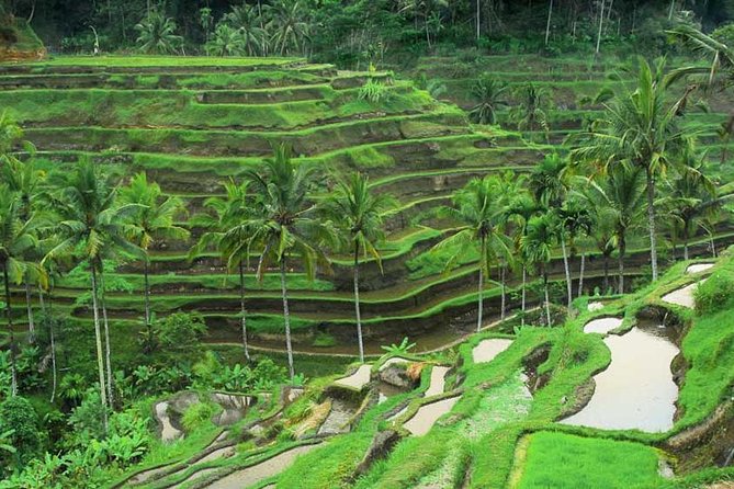 Tegallalang rice terraces bali, rice fields bali, bali tour