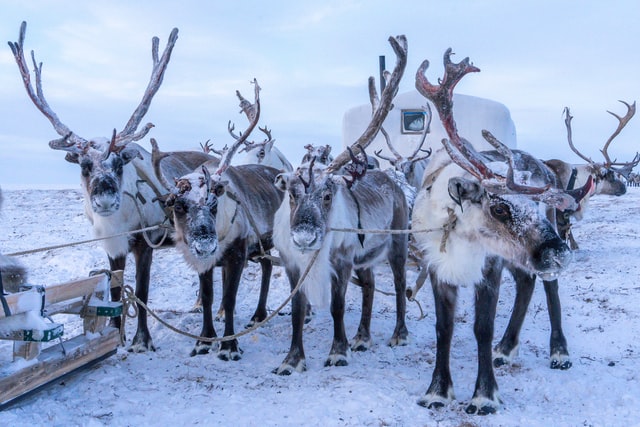 reindeer sledding norway