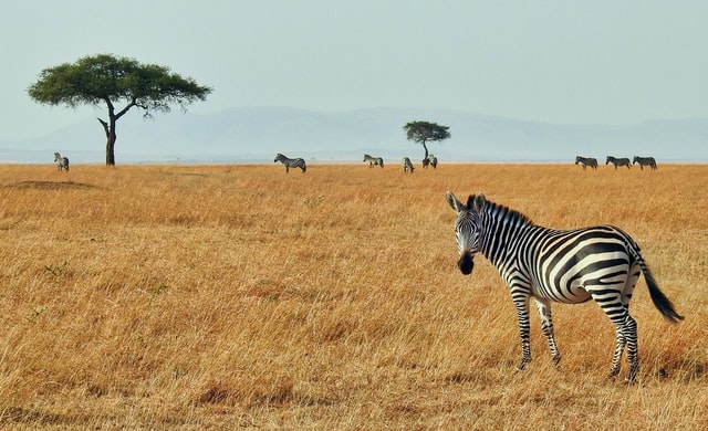 safari in kenya, places to visit in kenya