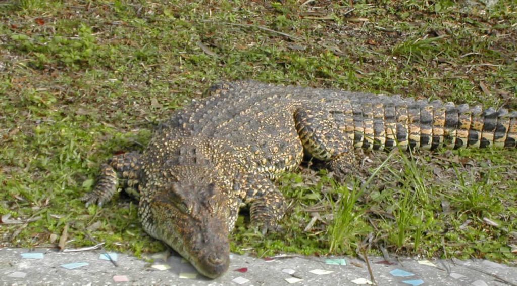 florida crocodile wildlife refuge center