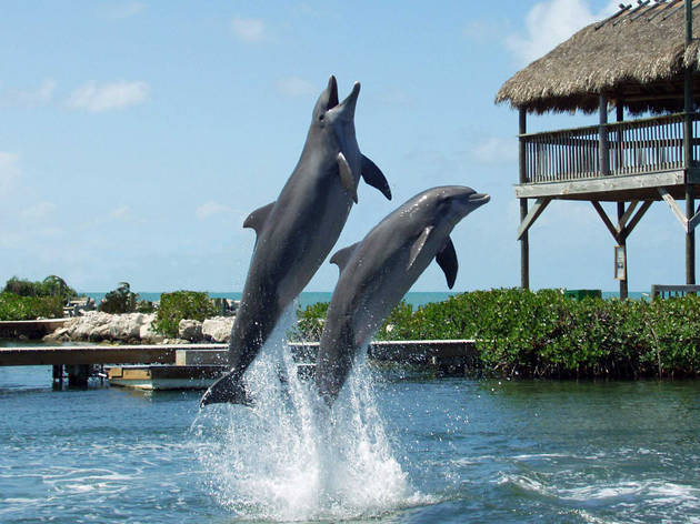 dolphin research center Florida